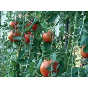 RETE RAMPICANTE PER ORTAGGI MT. 2,0x1000 BIANCA RETE RAMPICANTE MT. 2,0 X 1000 BIANCA