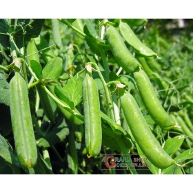 SEMI DI PISELLO UTRILLO GRANO RUGOSO KG. 25 SEMI DI PISELLO UTRILLO GRANO RUGOSO KG. 25