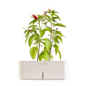 CLICK E GROW STARTER KIT PEPERONCINO CLICK E GROW STARTER KIT PEPERONCINO
