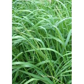 SEMI DI PRATO LOIETTO PERENNE KG.5 SEMI DI PRATO LOIETTO PERENNE KG.5