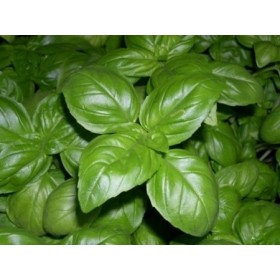 SEMI DI BASILICO GENOVESE SEMI DA GR. 500 SEMI DI BASILICO GENOVESE SEMI DA GR. 500