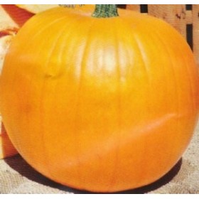SEMI DI ZUCCA QUINTALE SEMI DA GR. 500 SEMI DI ZUCCA QUINTALE SEMI DA GR. 500