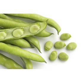 SEMI DI FAVA PRECOCISSIMA SEMI IN SACCO DA KG. 5 SEMI DI FAVA PRECOCISSIMA SEMI IN SACCO DA KG. 5
