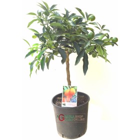 Pianta di mandarino cinese Kumquat in vaso da cm. 20 altezza cm. 70 Pianta di mandarino cinese Kumquat in vaso da cm. 20 altezza