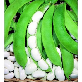 SEMI DI FAGIOLO RAMPICANTE BIANCO DI SPAGNA GR. 1000 SEMI DI FAGIOLO RAMPICANTE BIANCO DI SPAGNA GR. 1000