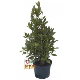PIANTA DI ALLORO ALTA CM. 120 CON VASO DIAM. 20 PIANTA DI ALLORO ALTA CM. 120 CON VASO DIAM. 20