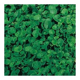 DOTTO SEMI PRATO DICHONDRA REPENS BUSTA GR. 200 DOTTO SEMI PRATO DICHONDRA REPENS BUSTA GR. 200