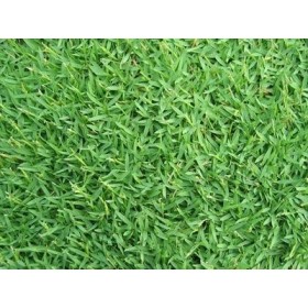 SEMI DI GRAMIGNONE PER PRATO CARPET GRASS GR. 500 SEMI DI GRAMIGNONE PER PRATO CARPET GRASS GR. 500