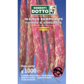 SEMI DI FAGIOLO RAMPICANTE FIAMMA O STREGONTA KG. 1 SEMI DI FAGIOLO RAMPICANTE FIAMMA O STREGONTA KG. 1