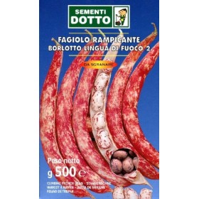 SEMI DI FAGIOLO BORLOTTO RAMPICANTE LINGUA DI FUOCO KG. 1 SEMI DI FAGIOLO BORLOTTO RAMPICANTE LINGUA DI FUOCO KG. 1