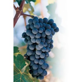 UVA FRAGOLA ISABELLA NERA PIANTA INNESTATA IN VASO UVA FRAGOLA ISABELLA NERA PIANTA INNESTATA IN VASO