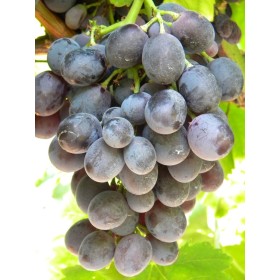 UVA MOSCATO DI ADDA PIANTA INNESTATA SU BARBATELLA IN VASO UVA MOSCATO DI ADDA PIANTA INNESTATA SU BARBATELLA IN VASO