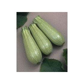 SEMI DI ZUCCHINO IBRIDO CLARITA F1 GR. 20 SEMI DI ZUCCHINO IBRIDO CLARITA F1 GR. 20