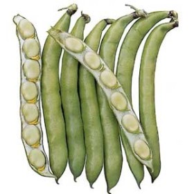 SEMI DI FAVA GR. 500 PRECOCISSIMA GRANO BIANCO SEMI SEMI DI FAVA GR. 500 PRECOCISSIMA GRANO BIANCO SEMI