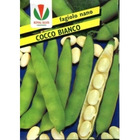 SEMI DI FAGIOLO NANO COCCO BIANCO A BURRO GR. 500 SEMI DI FAGIOLO NANO COCCO BIANCO A BURRO GR. 500
