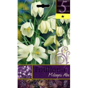BULBI DI FIORE FRITILLARIA MELEAGRIS ALBA N. 5 BULBI DI FIORE FRITILLARIA MELEAGRIS ALBA N. 5