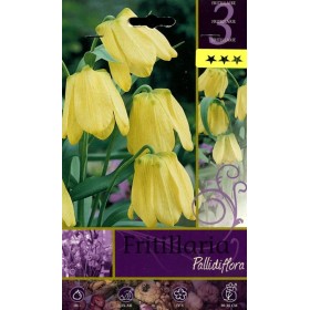 BULBI DI FIORE FRITILLARIA PALLIDIMORA N. 3 BULBI DI FIORE FRITILLARIA PALLIDIMORA N. 3
