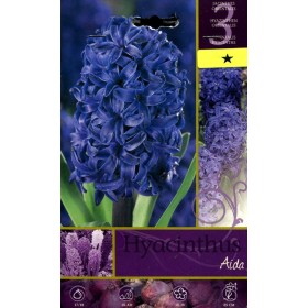 BULBI DI FIORE HYACINTHUS AIDA N. 3 BULBI DI FIORE HYACINTHUS AIDA N. 3