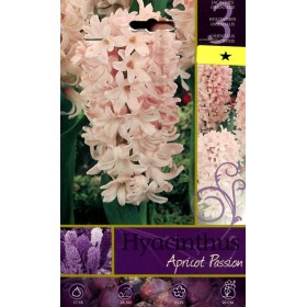 BULBI DI FIORE HYACINTHUS APRICOT PASSION N. 3 BULBI DI FIORE HYACINTHUS APRICOT PASSION N. 3