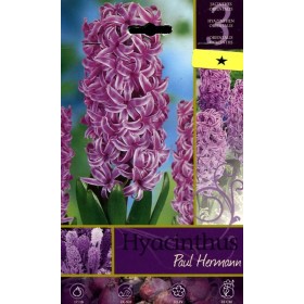 BULBI DI FIORE HYACINTHUS PAUL HEMANN N. 3 BULBI DI FIORE HYACINTHUS PAUL HEMANN N. 3