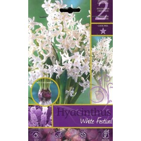 BULBI DI FIORE HYACINTHUS WHITE FESTIVAL N. 2 BULBI DI FIORE HYACINTHUS WHITE FESTIVAL N. 2