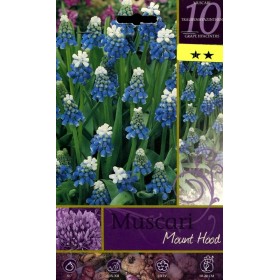 BULBI DI FIORE MUSCARI MOUNT HOOD N. 10 BULBI DI FIORE MUSCARI MOUNT HOOD N. 10