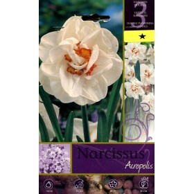 BULBI DI FIORE NARCISSUS ACROPOLIS N. 3 BULBI DI FIORE NARCISSUS ACROPOLIS N. 3