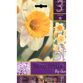 BULBI DI FIORE NARCISSUS BIG GUN N. 3 BULBI DI FIORE NARCISSUS BIG GUN N. 3