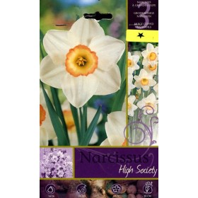 BULBI DI FIORE NARCISSUS HIGHT SOCIETY N. 3 BULBI DI FIORE NARCISSUS HIGHT SOCIETY N. 3