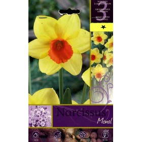 BULBI DI FIORE NARCISSUS NARCISI MONAL N.3 BULBI DI FIORE NARCISSUS NARCISI MONAL N.3