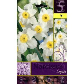 BULBI DI FIORE NARCISSUS SEGOVIA N. 5 BULBI DI FIORE NARCISSUS SEGOVIA N. 5