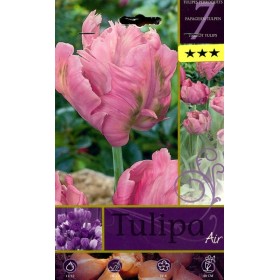BULBI DI FIORE TULIPA AIR N. 7 BULBI DI FIORE TULIPA AIR N. 7