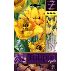 BULBI DI FIORE TULIPA AQUILLA N. 7 BULBI DI FIORE TULIPA AQUILLA N. 7