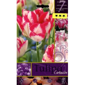 BULBI DI FIORE TULIPA CARTOUCHE N. 7 BULBI DI FIORE TULIPA CARTOUCHE N. 7