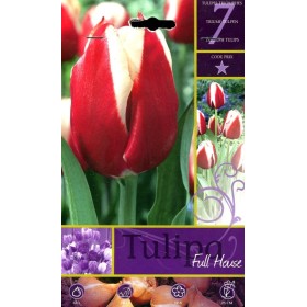 BULBI DI FIORE TULIPA FULL HOUSE N. 7 BULBI DI FIORE TULIPA FULL HOUSE N. 7