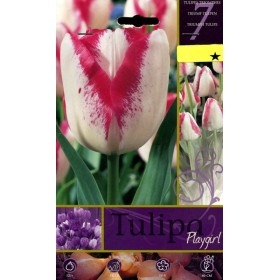 BULBI DI FIORE TULIPA PLAYGIRL N. 7 BULBI DI FIORE TULIPA PLAYGIRL N. 7