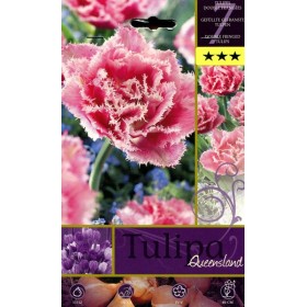 BULBI DI FIORE TULIPA QUEENSLAND N. 7 BULBI DI FIORE TULIPA QUEENSLAND N. 7