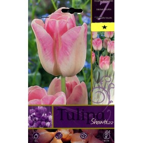 BULBI DI FIORE TULIPA SHOWBIZZ N. 7 BULBI DI FIORE TULIPA SHOWBIZZ N. 7