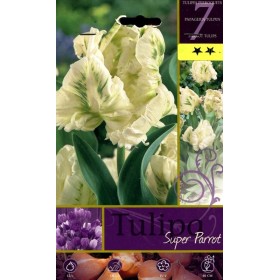 BULBI DI FIORE TULIPA SUPER PARROT N. 7 BULBI DI FIORE TULIPA SUPER PARROT N. 7