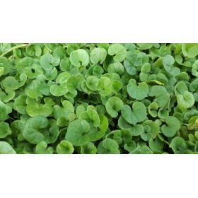 SEMI DI DICHONDRA REPENS PER PRATO TAPPETO ERBOSO NANO SENZA TAGLIO GR. 100 SEMI DI DICHONDRA REPENS PER PRATO TAPPETO ERBOSO NANO SENZA