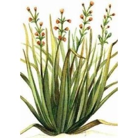 PIANTA DI CITRONELLA VASO CM. 19 PIANTA DI CITRONELLA VASO CM. 19