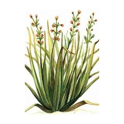 PIANTA DI CITRONELLA VASO CM. 19