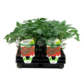 PIANTE DI POMODORO FRAGOLA INNESTATO VASCHETTA DA 4 PIANTE PIANTE DI POMODORO FRAGOLA INNESTATO VASCHETTA DA 4 PIANTE