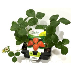 PIANTINE DI FRAGOLA RIFIORENTE IN VASCHETTA DA 4 PIANTE PIANTINE DI FRAGOLA RIFIORENTE IN VASCHETTA DA 4 PIANTE