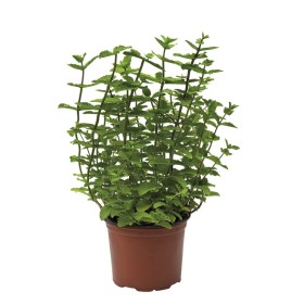 PIANTA DI MENTA AROMATICA IN VASETTO DA DIAM. 11 PIANTA DI MENTA AROMATICA IN VASETTO DA DIAM. 11