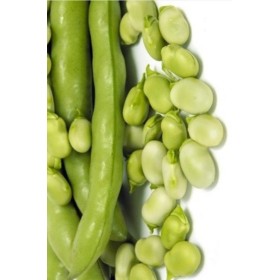 SEMI DI FAVA DA ORTO PER SEME SUPER AGUADULCE GR. 500 SEMI DI FAVA DA ORTO PER SEME SUPER AGUADULCE GR. 500