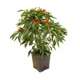 PEPERONCINO IN VASO DIAM. 14 PEPERONCINO IN VASO DIAM. 14