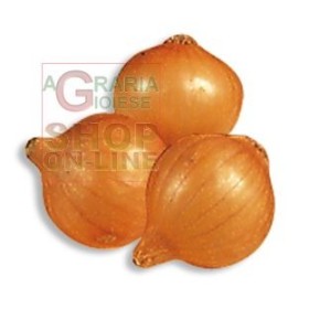 BULBI DI CIPOLLA PICKO BELLO MM. 14/21 KG. 0,500 BULBI DI CIPOLLA PICKO BELLO MM. 14/21 KG. 0,500