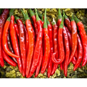 PIANTINE DI PEPERONCINO PICCANTE DI CAYENNA 12 FORI PIANTINE DI PEPERONCINO PICCANTE DI CAYENNA 12 FORI
