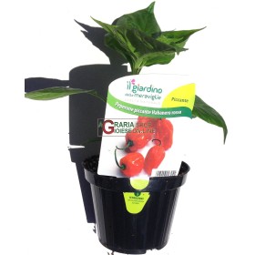 PIANTA DI PEPERONCINO PICCANTE HABANERO ROSSO IN VASETTO PIANTA DI PEPERONCINO PICCANTE HABANERO ROSSO IN VASETTO